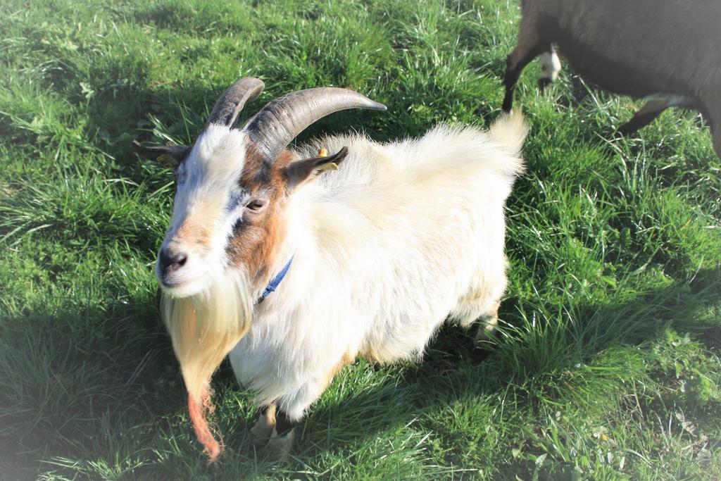 Möggers Bio-Bauernhof Heideggerヴィラ エクステリア 写真